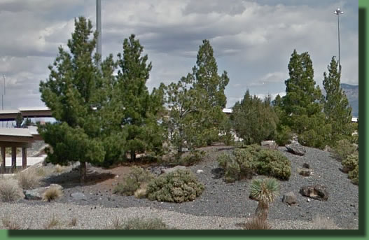 Archer Eldarica Afghan Pine Albuquerque, NM